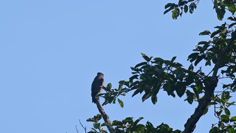 볏이 있는 뱀 독수리, spilornis cheela, 4k 영상, kaeng krachan 국립 공원, 태국