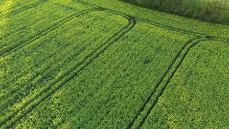 Aerial-View-Of-Cultivated-Canola-Field-Sheltered-From-Sunlight