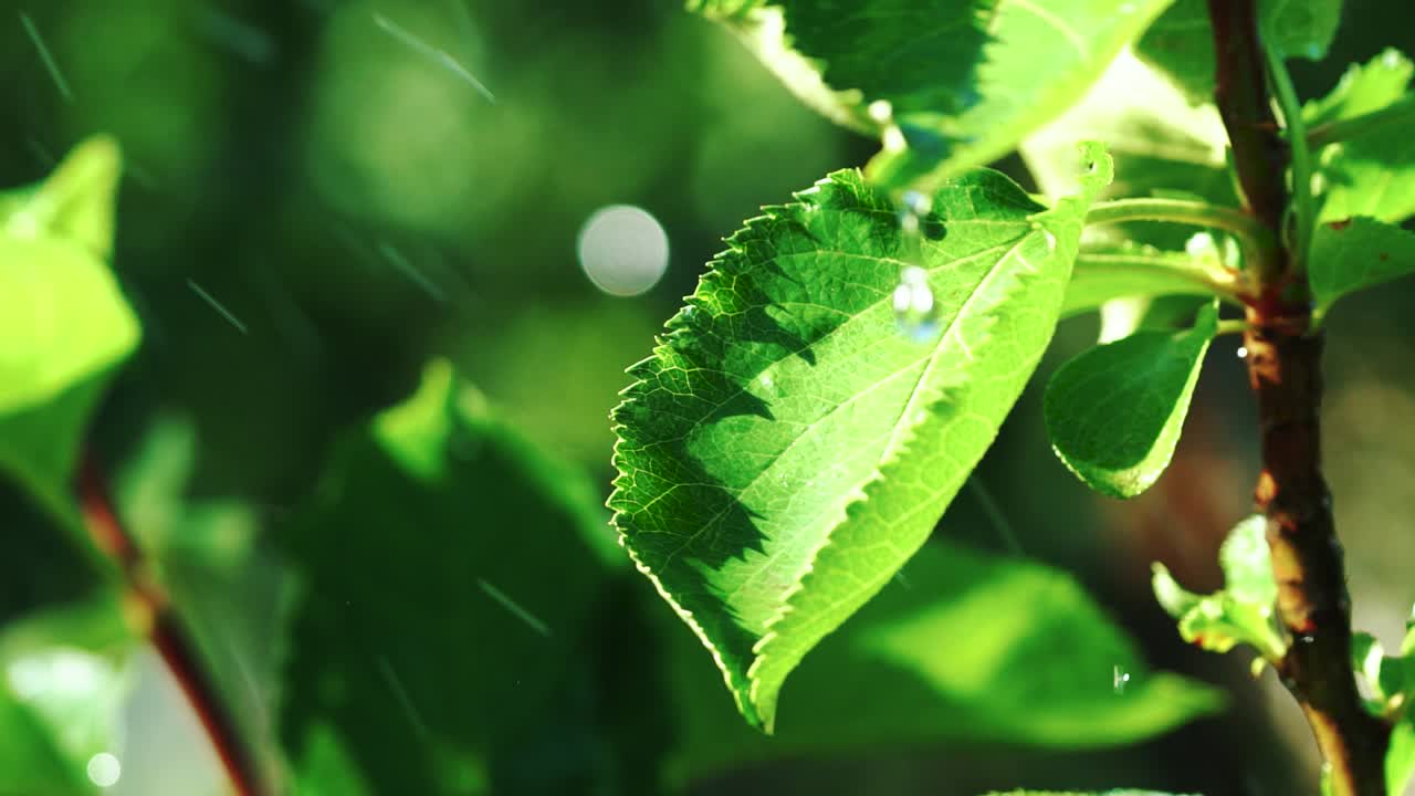 Watering organic fresh agricultural product. Water drops falling on to leaves sprout in the garden