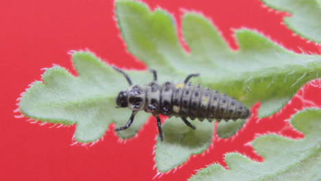 two-spot ladybird larva closeup macro in studio resting and crawling on a green leaf 06