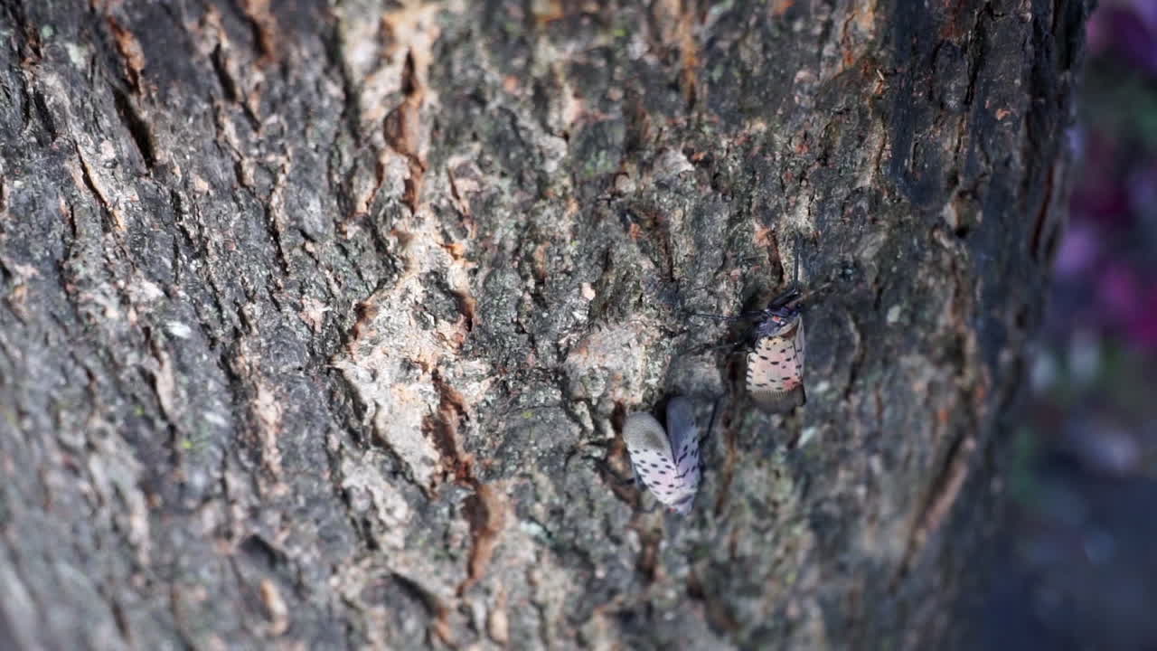 Una Falena della lanterna maculata striscia giù dalla corteccia di un albero d'acero