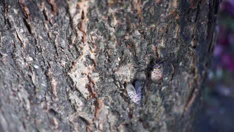 Spotted-Lantern-Fly-crawls-down-the-bark-of-a-Maple-tree