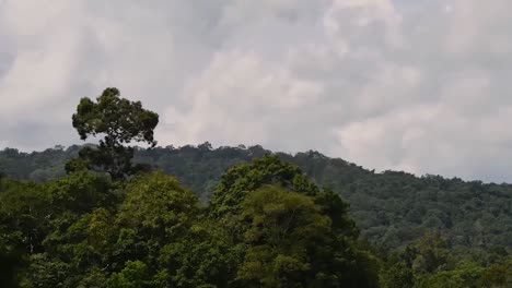 a tree jutting out of the forest, mountains and moving clouds in khao yai national park, time-lapse at original speed; the clouds moving fast and trees shaken by the wind