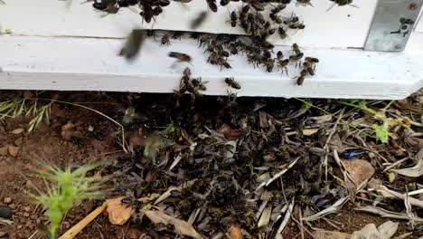 a close-up shot shows a group of bees entering a bee house-2