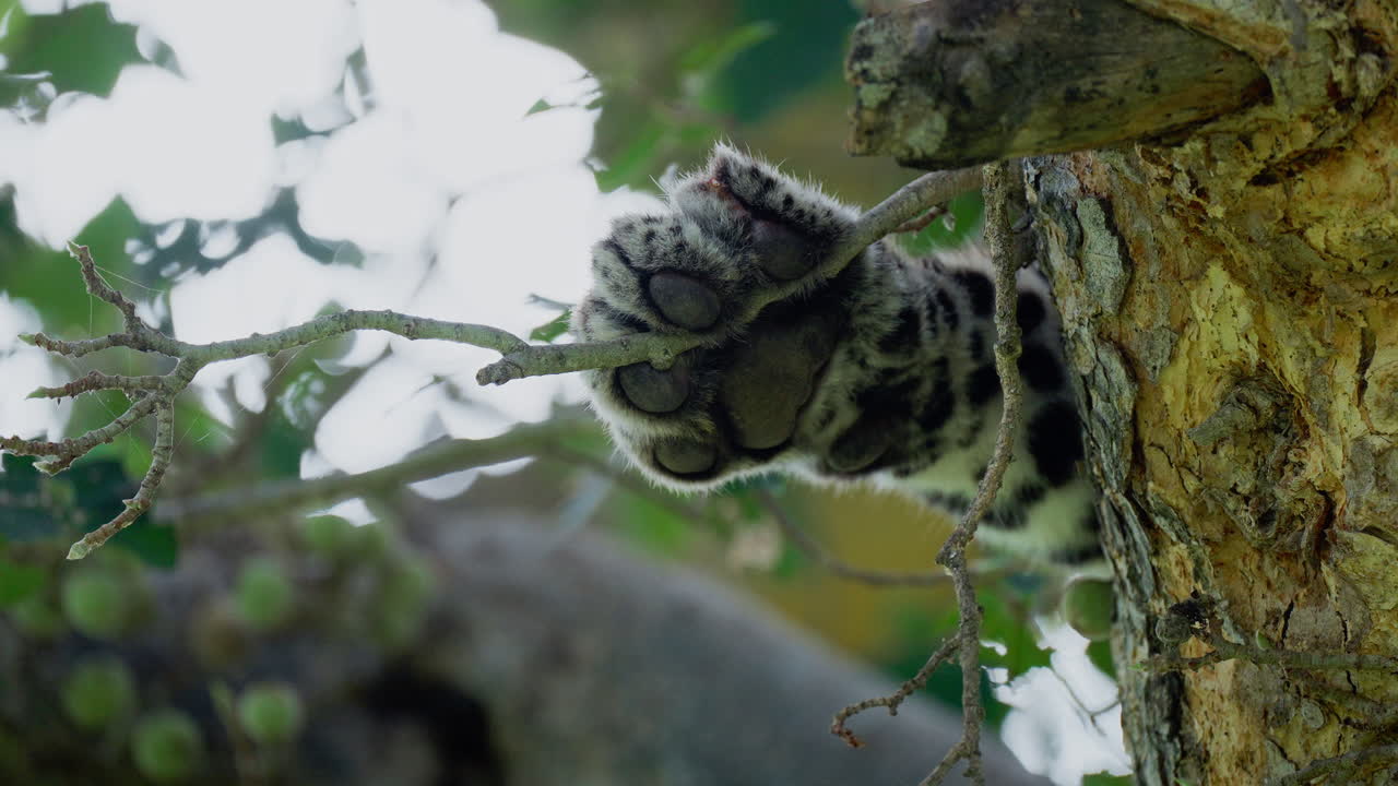 Zampa di leopardo sull'albero