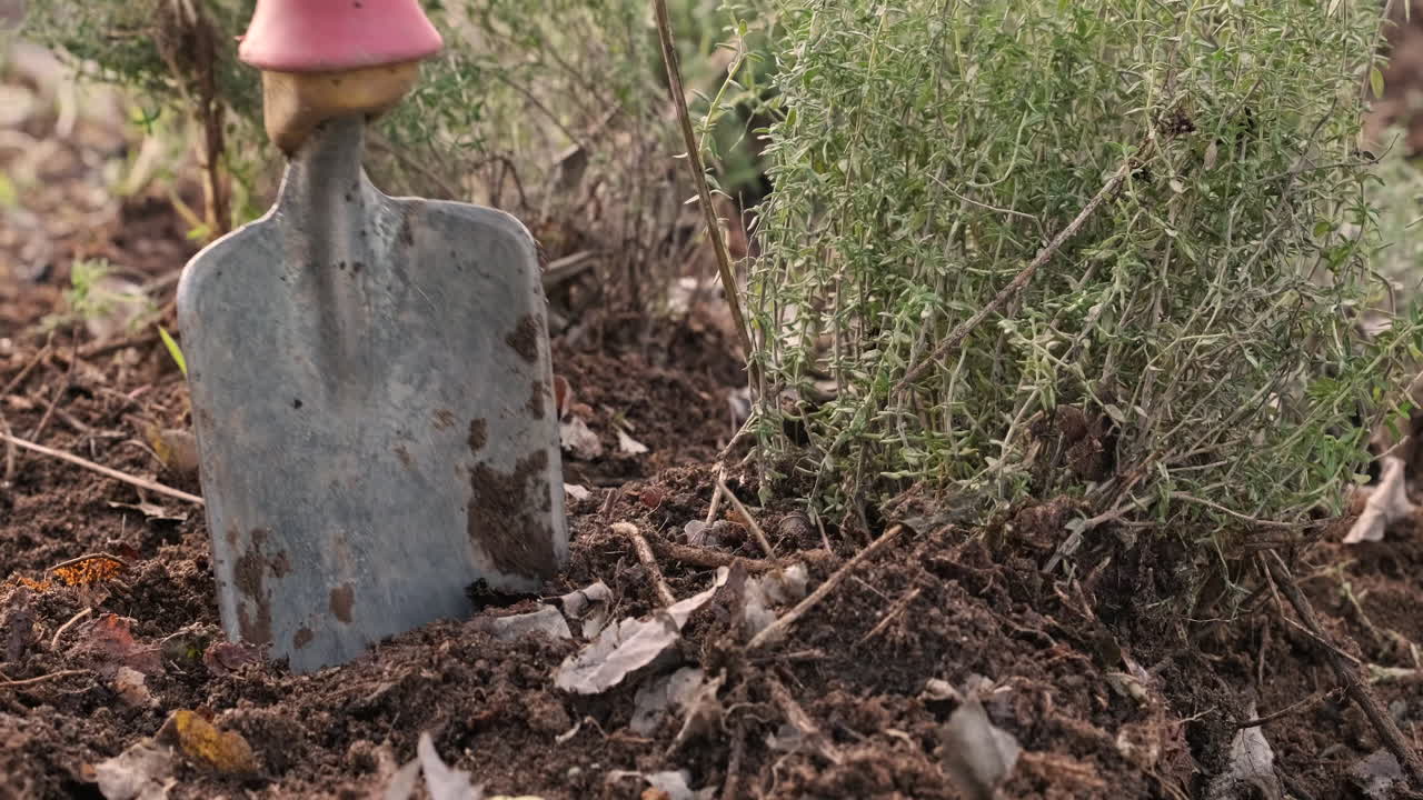 poner una pala de jardín roja en el suelo blando al lado de una planta de tomillo verde en el bosque, luz del día al aire libre, trabajo y concepto de naturaleza - cierre, cámara lenta
