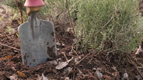 Eine-Rote-Gartenschaufel-In-Den-Weichen-Boden-Neben-Einer-Grünen-Thymianpflanze-Im-Wald-Stecken,-Tageslicht-Im-Freien,-Arbeits--Und-Naturkonzept---Nahaufnahme,-Zeitlupe