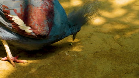 pájaro paloma coronada victoria comiendo comida del suelo