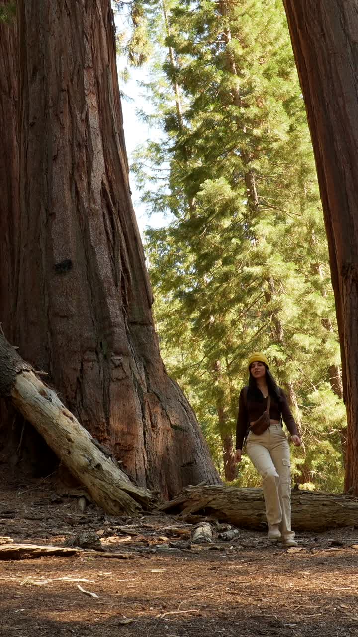 Ung kvinde vandrer og udforsker kæmpe redwood-skov
