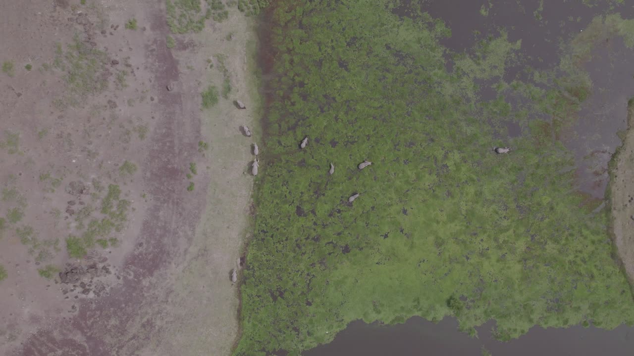 습지 에서 코끼리 와 히포포스 를 공중 에서 볼 수 있다