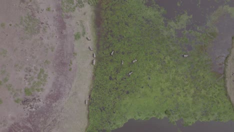 aerial view of elephants and hippos in a wetland