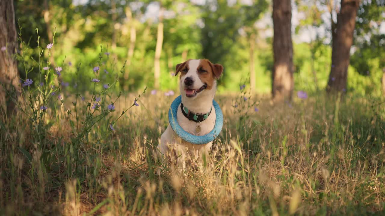 feliz jack russel terrier sentado en un campo