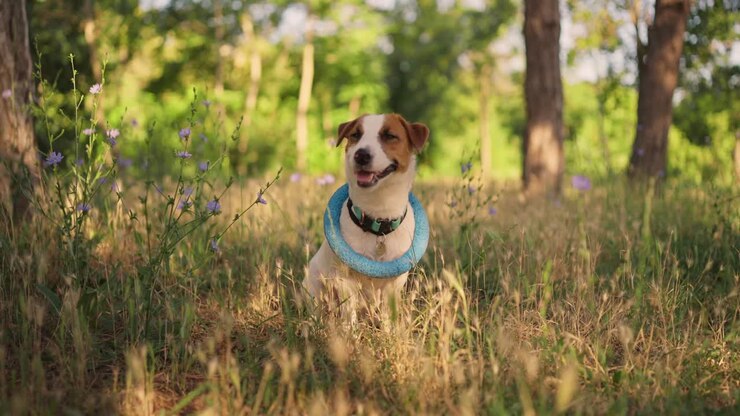 Happy Jack Russel Terrier Sitting in a Field