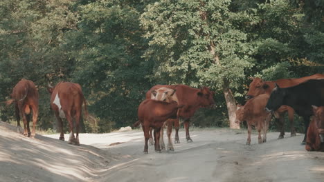 cows on a forest road