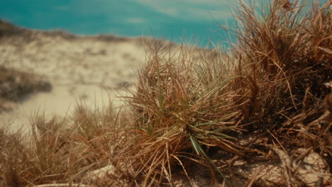coastal sand dunes with grass