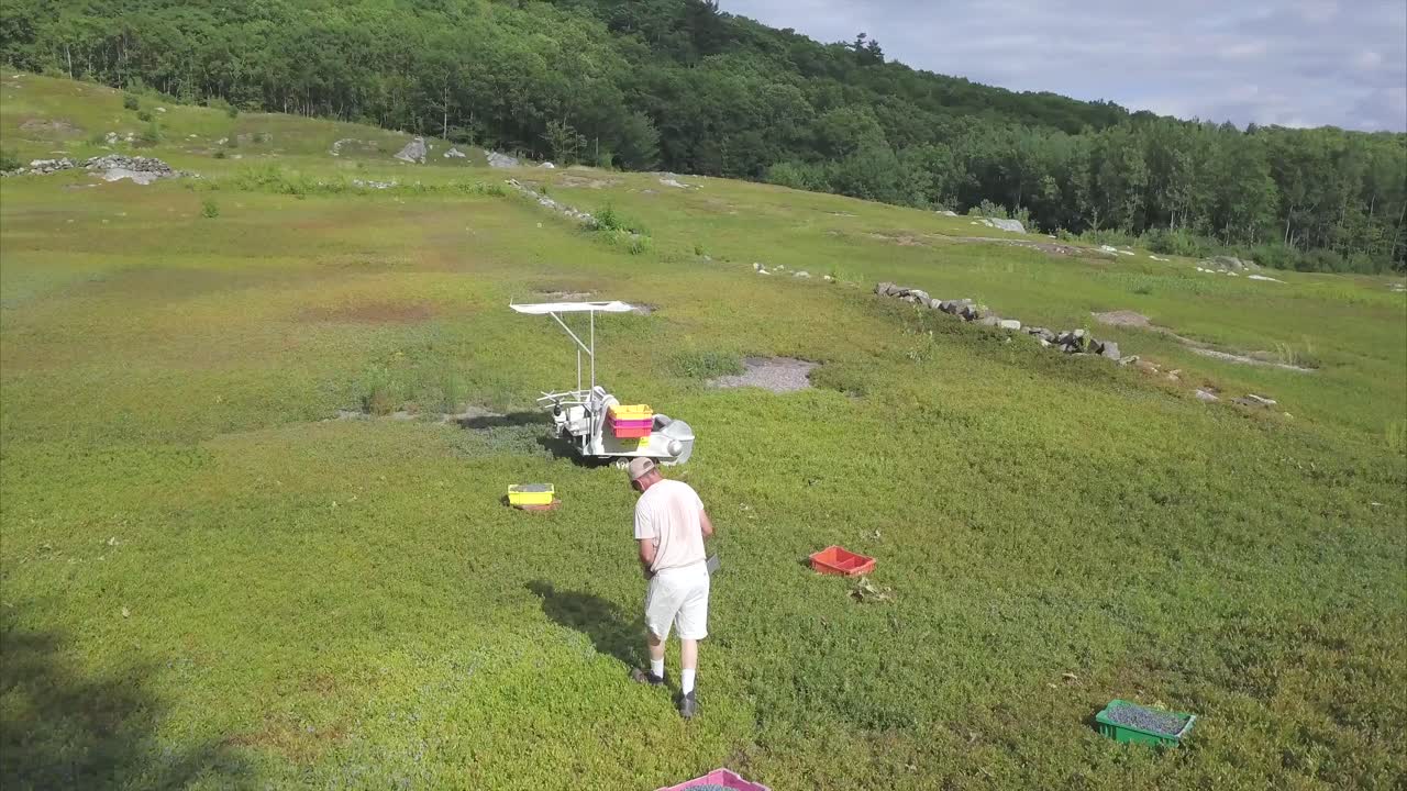 메인주 희망에서 수확하는 동안 들판에서 블루베리를 따는 농장 노동자
