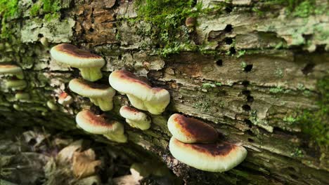 resinous polypore shelf mushrooms growing on rotting bark of log in forest