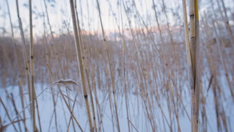 backward close-up motion through frozen reeds in snowy landscape