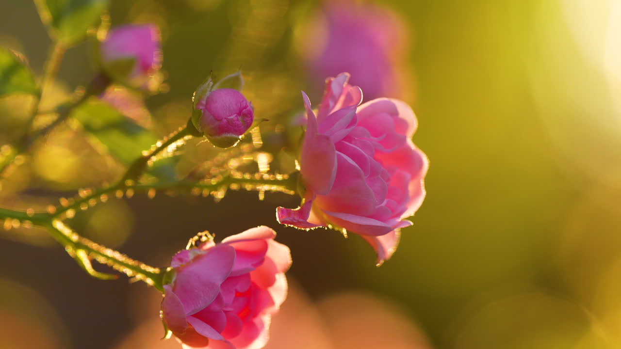 vista cercana de un arbusto de rosas de jardín rosa con varias flores en plena floración