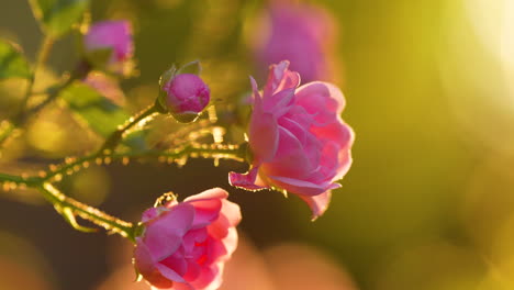 Close-up-view-of-a-pink-garden-rose-bush-with-several-blooming-flowers-in-full-bloom