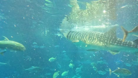 aquatic animals swimming in a large aquarium