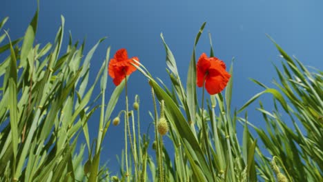 Frühlingsnatur-Zwei-Rote-Mohnblumen-Mit-Blauem-Himmelshintergrund-Und-Grünem-Feld-Mit-Flacher,-Niedriger-Winkelansicht