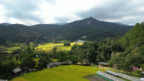 hermosos campos de arroz dorado en la naturaleza con fondo de montaña