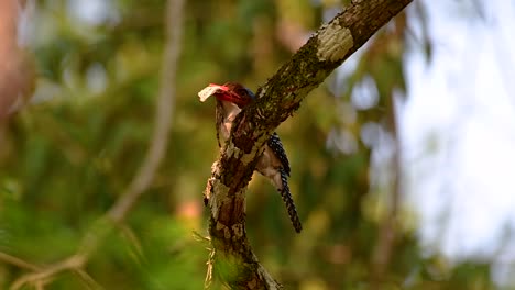 Un-Martín-Pescador-De-árboles-Y-Una-De-Las-Aves-Más-Hermosas-Que-Se-Encuentran-En-Tailandia-Dentro-De-Las-Selvas-Tropicales