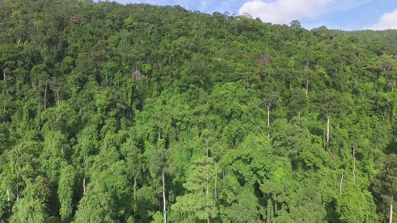 Koh Chang Thailand blue sky aerial view above dense palm tree rain forest vegetation