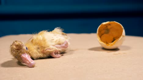 newly-hatched baby duckling is crawling away from the broken eggshell