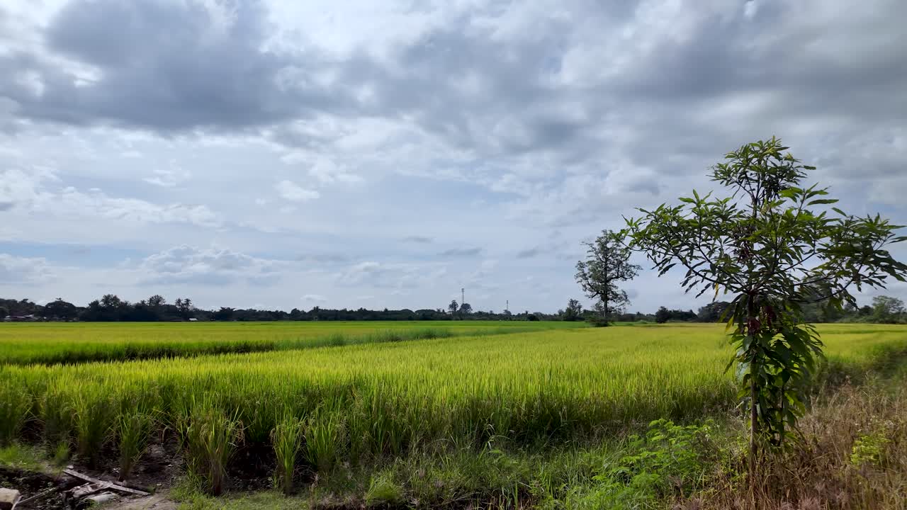 Scenic view of lush green rice fields under a cloudy sky in northern Thailand. This agricultural landscape showcases the beauty of Southeast Asia's rural environment