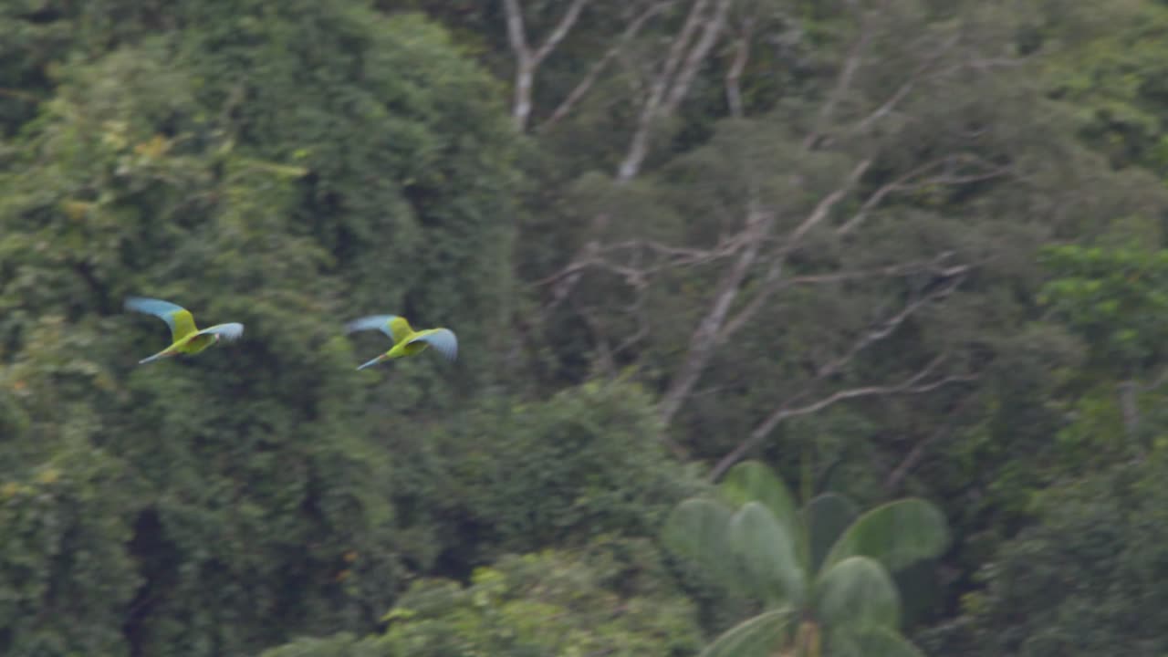 Chestnut Fronted Macaw pair flies against Tambopata National Reserve jungle.