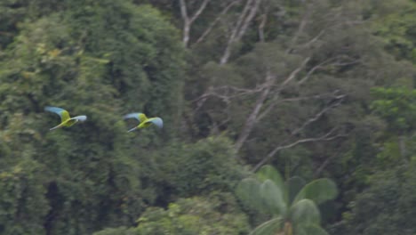 chestnut fronted macaw pair flies against tambopata national reserve jungle.