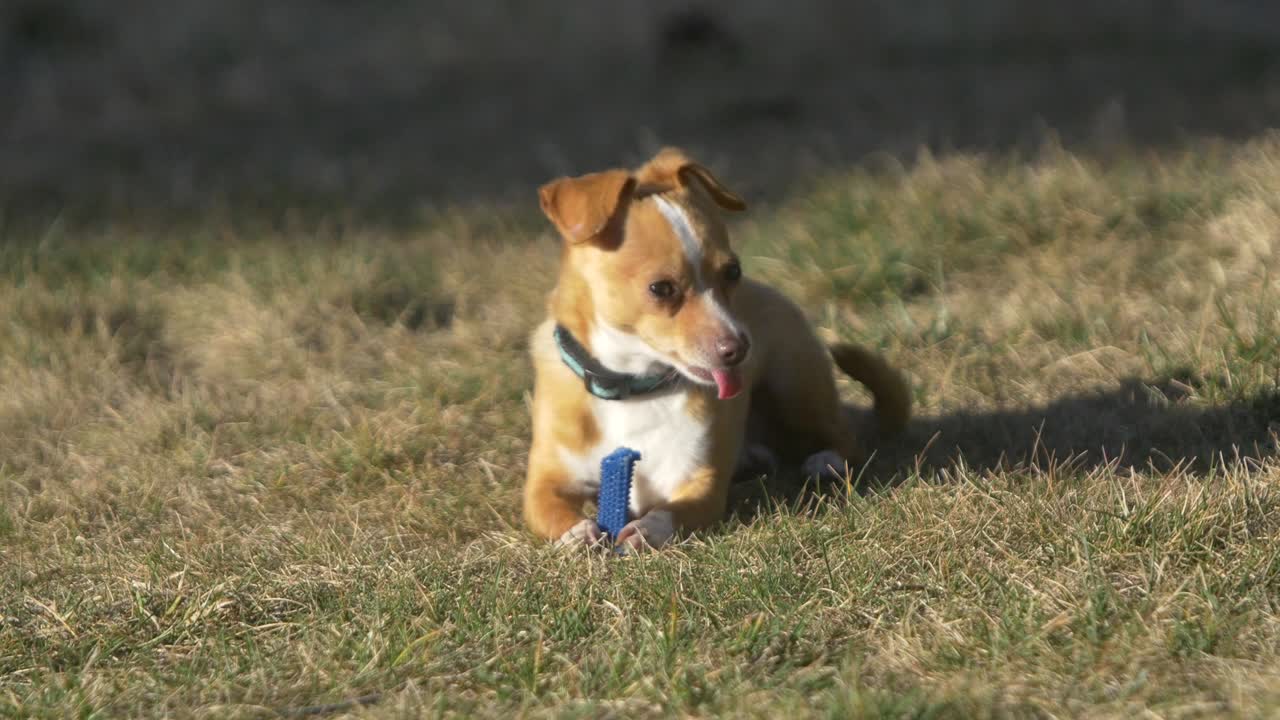 빛 아래 잠자는 개