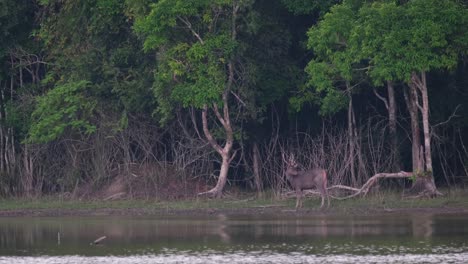 looking towards its back while facing to the left at the edge of a lake in the forest