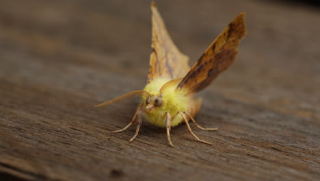 canary-shouldered thorn moth resting. macro insect outside in nature