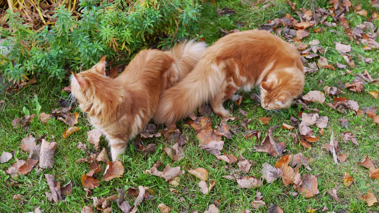 Bellissimi gatti Maine Coon tigrati in giardino, tra le foglie sull'erba.