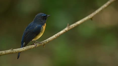 small passerine bird, chinese blue flycatcher, cyornis glaucicomans, perching on a twig and turning its head to face to the right while chirping at a natural forest environment in thailand, asia