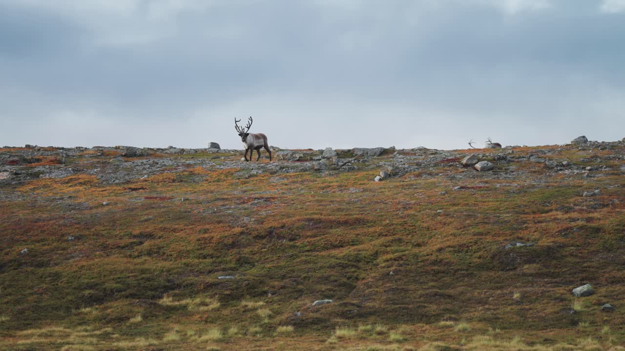 los renos vagan por la tundra noruega pastando en la escasa vegetación.