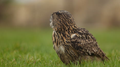 eagle owl in a grassy field