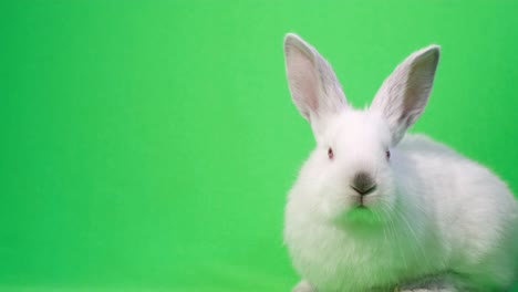 cute little white rabbit eating green grass at sunset the rabbit is a symbol of easter vertical