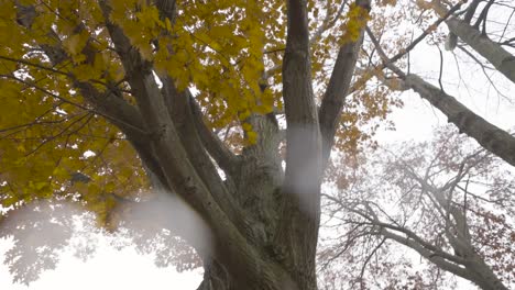 oak leaves changing color in cold weather