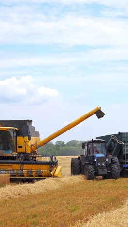 harvesting wheat field with combine harvester and tractor