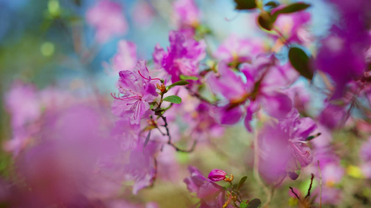 Blomstrende rosa blomster svaier forsiktig i sollys. Myk fokus fremhever delikate kronblader og grønne blader. Fredelig vårscene fremkaller ro og fornyelse. Ideell for natur, velvære.