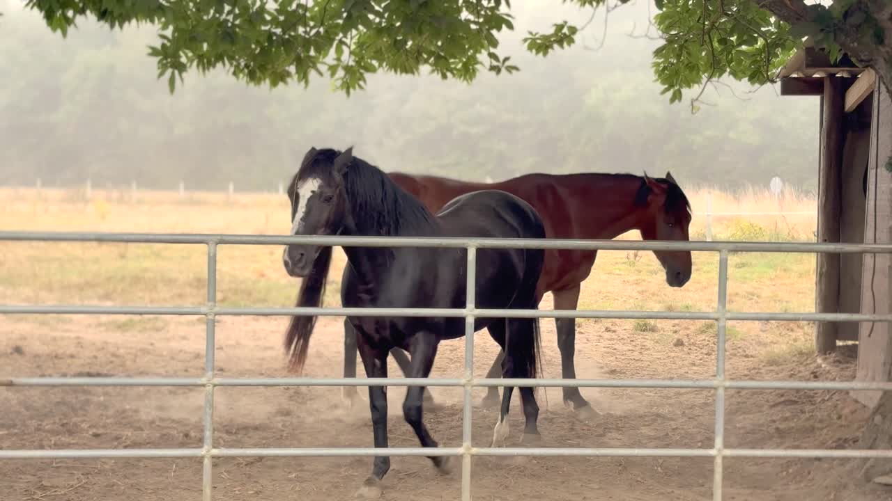 Horses in a farm