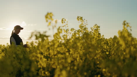 woman farmer in a rapeseed field at sunset