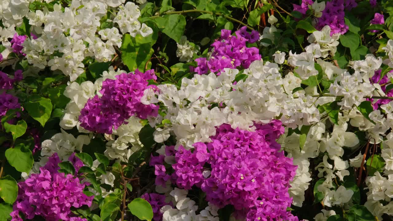 White and pink-like Bougainvillea at a garden, Nyctaginaceae