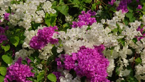 Weiße-Und-Rosafarbene-Bougainvillea-In-Einem-Garten,-Nyctaginaceae