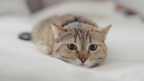 gato doméstico tendido en el sofá y cazando.