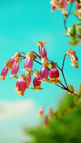 this enchanting scene captures the radiance of a kalanchoe plant bathed in sunlight, nestled amidst lush green grass under a canopy of clear, azure skies